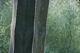 Plante grasse