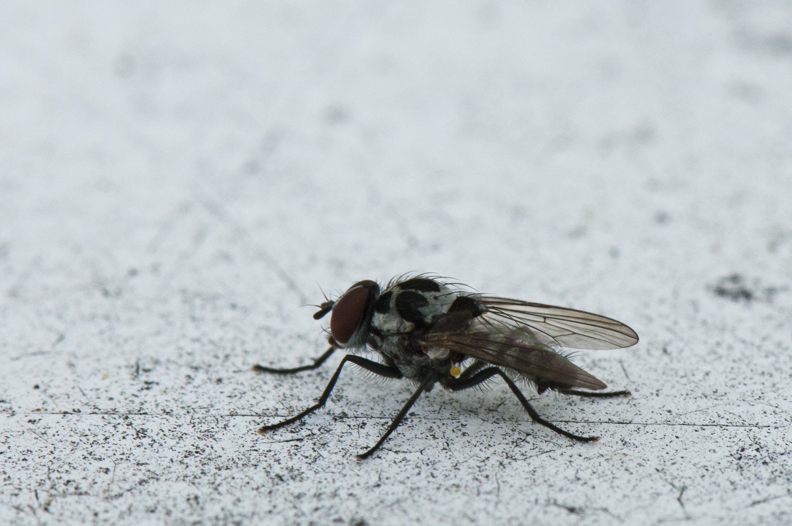 Mouche