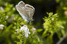 Papillon (Azuré)
