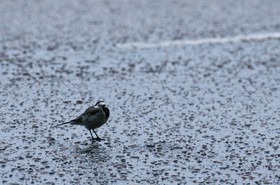 Oiseau mouillé