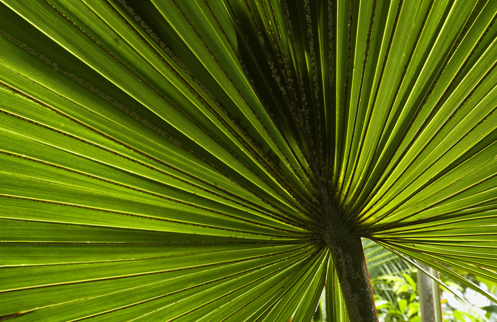 Feuille de palmier Feuille de palmier