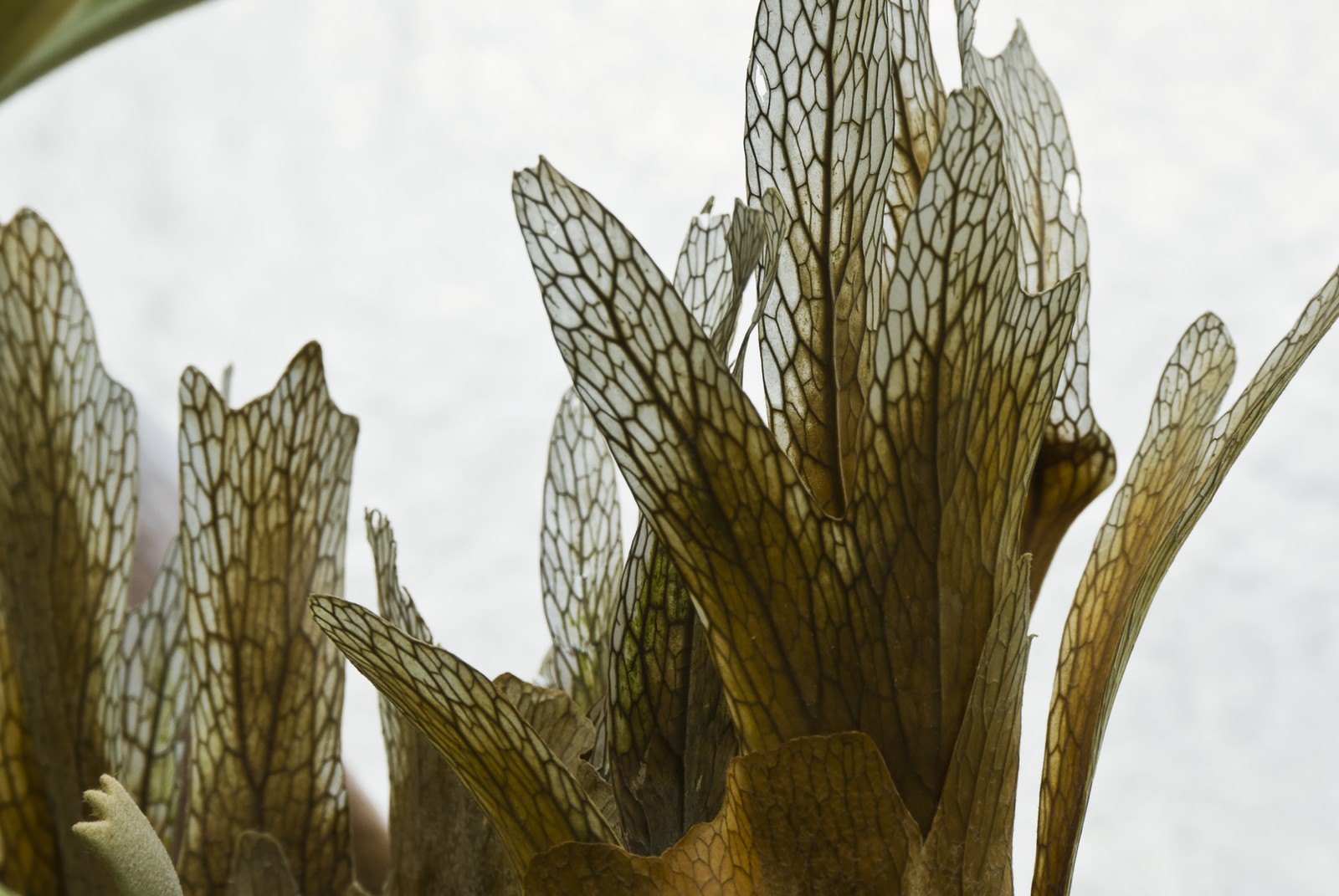 Feuilles veinées Feuilles veinées