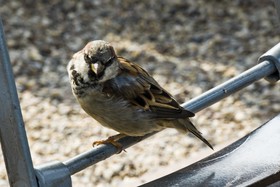Moineau