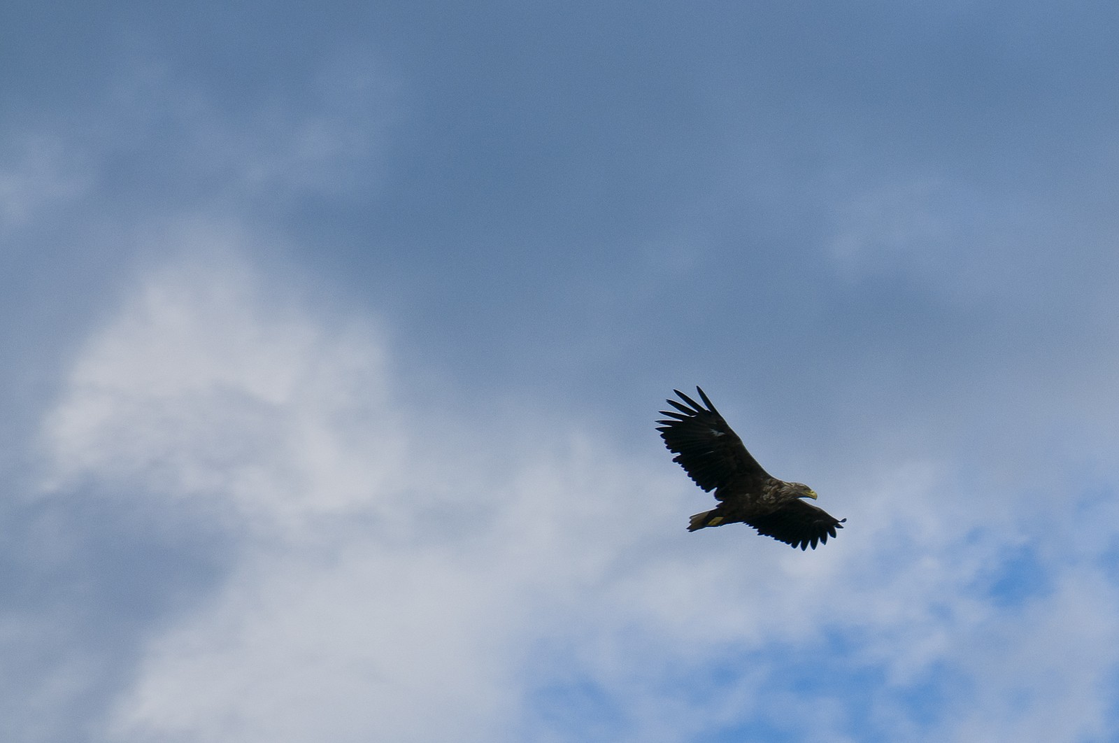 Rapace