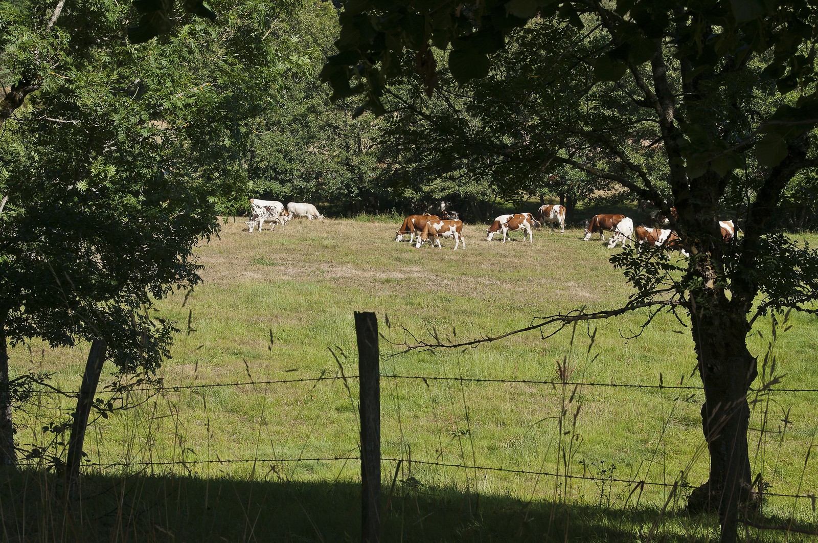 Vaches dans un pré Vaches dans un pré