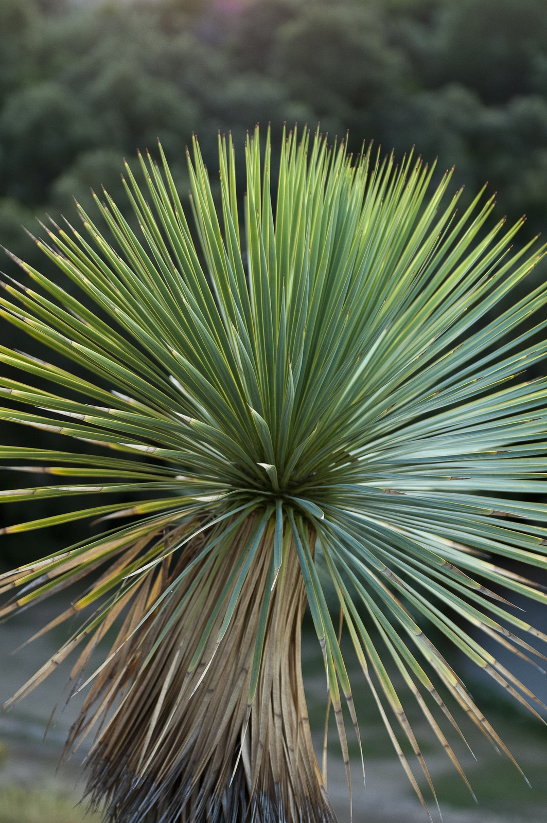 Yucca rostrata Yucca rostrata