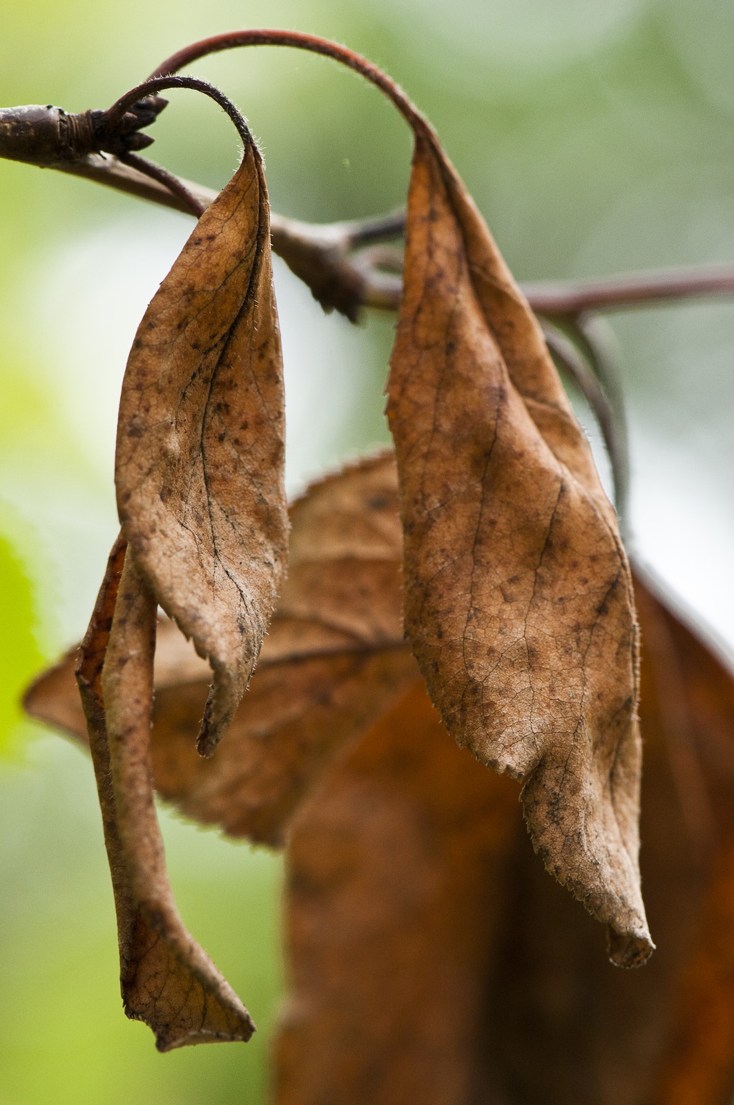 Feuilles mortes Feuilles mortes