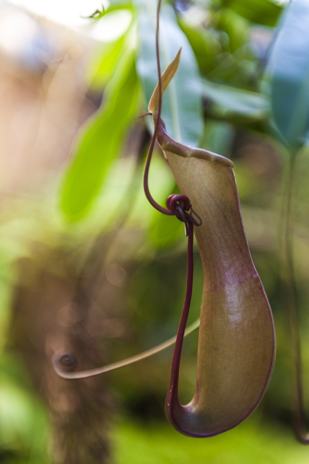 Plante carnivore Plante carnivore