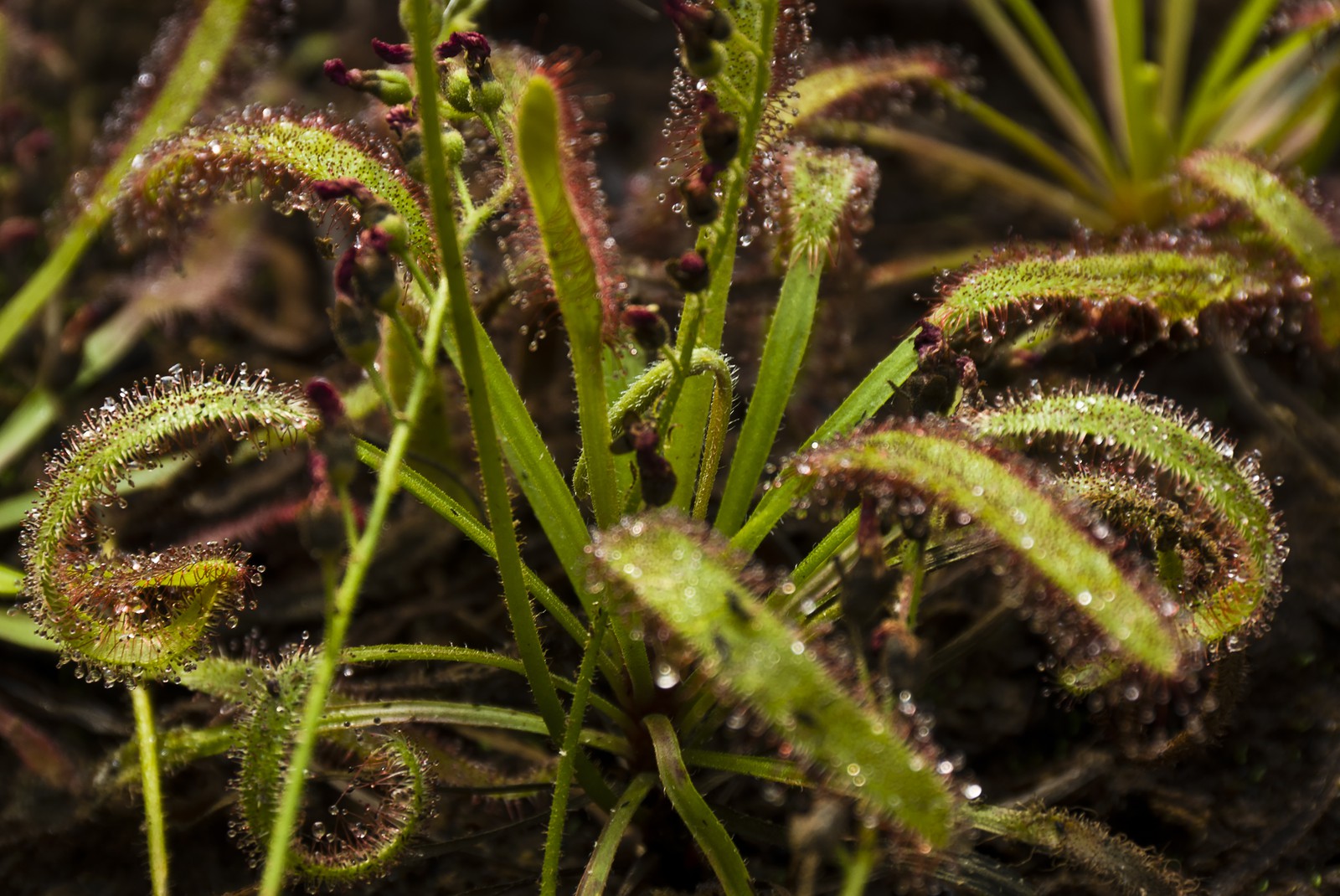 Drosera capensis Drosera capensis