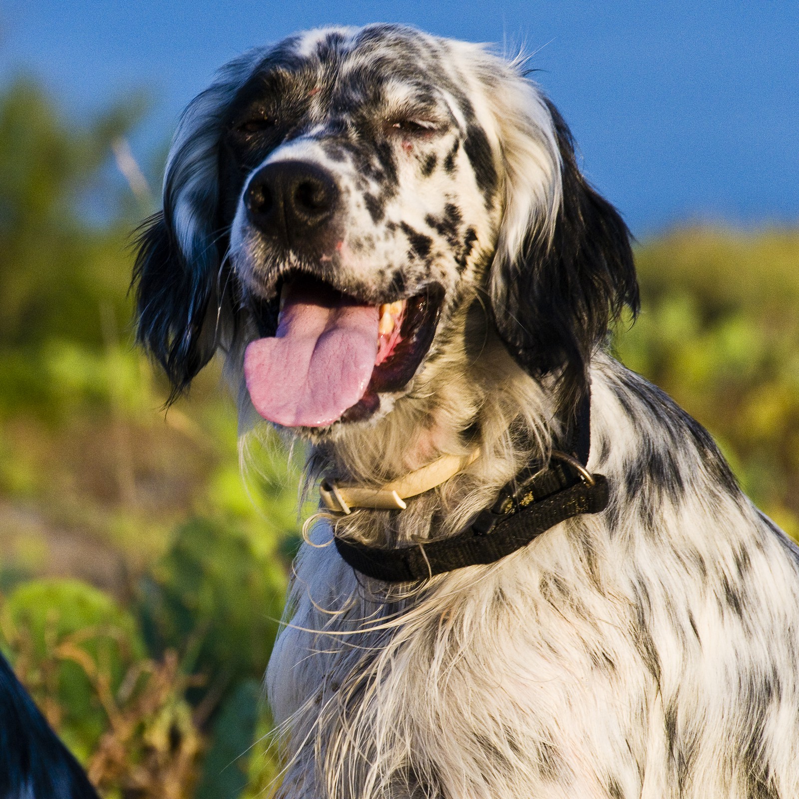 Setter anglais