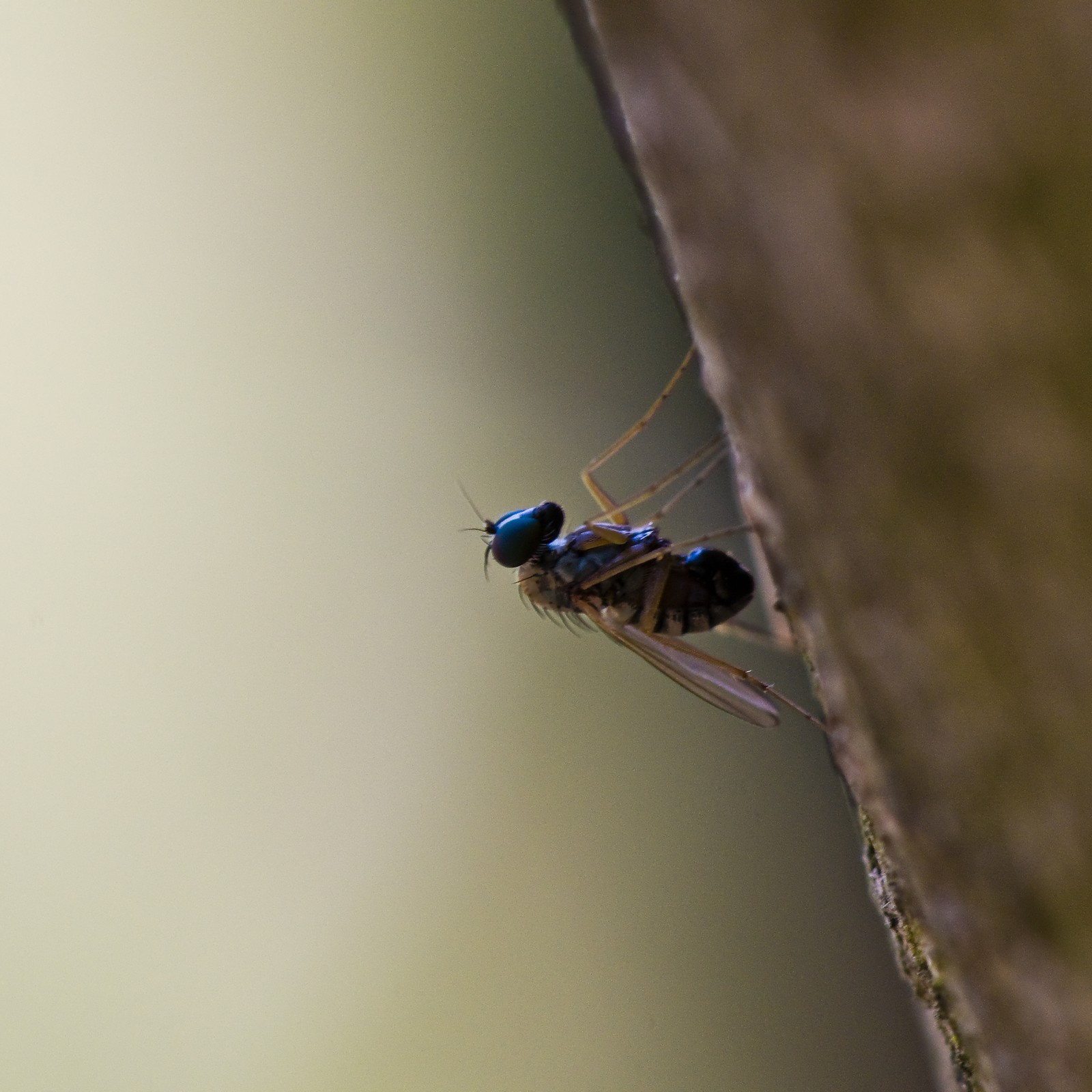 Mouche
