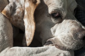 Tête de chien