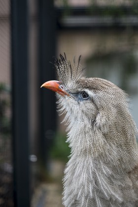 Cariama huppé