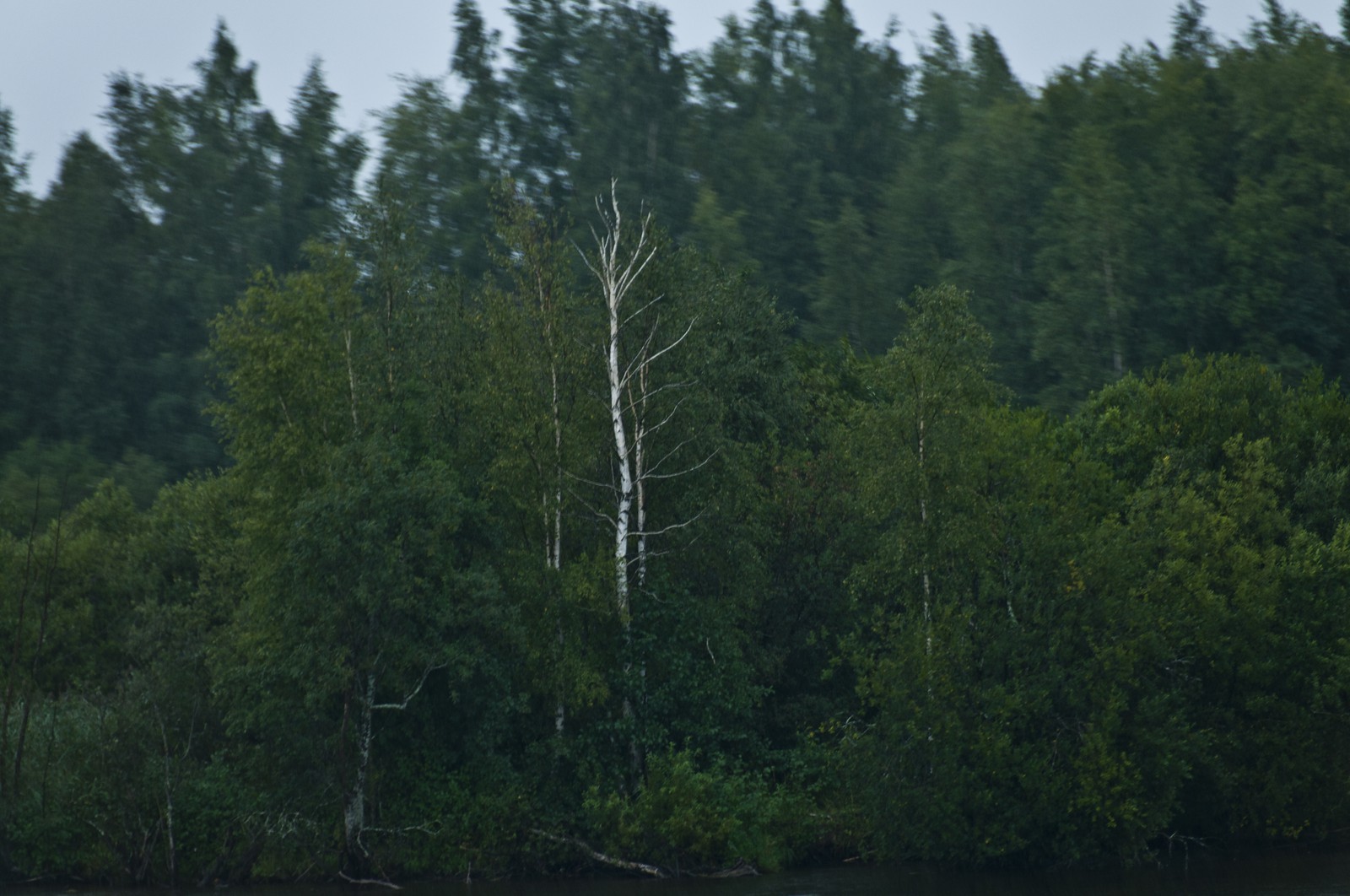 Les berges du Svir Les berges du Svir