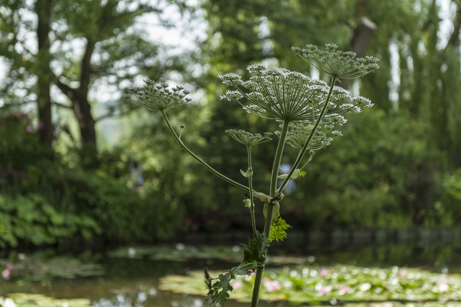 Fleurs Fleurs