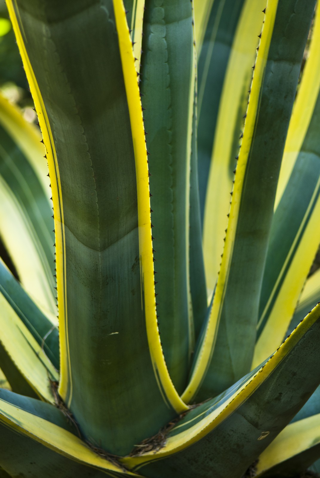 Agave américain Agave américain