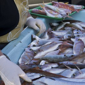 Poissons à l'étal