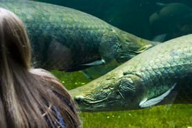 Aquarium