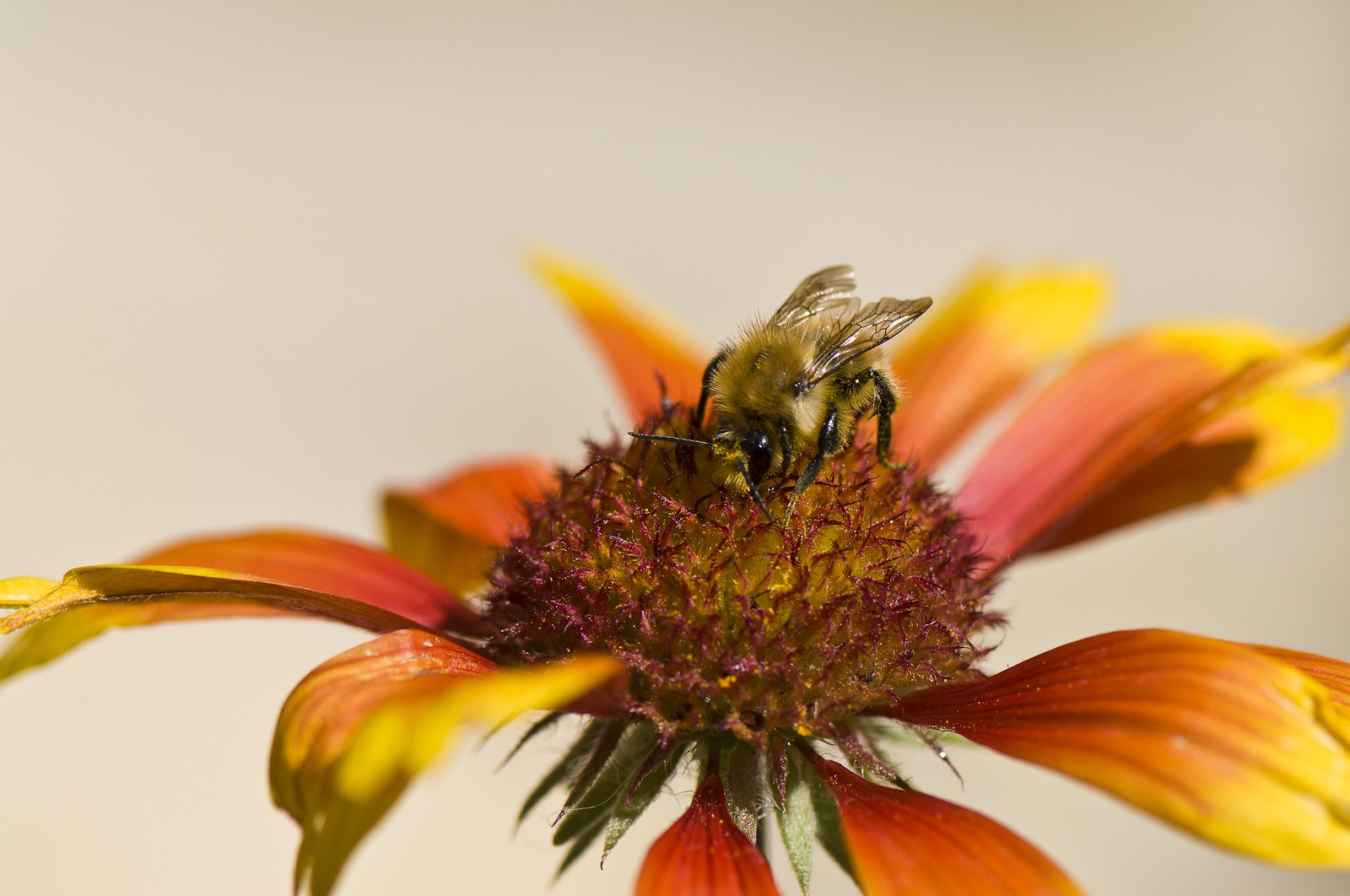 Abeille butinant