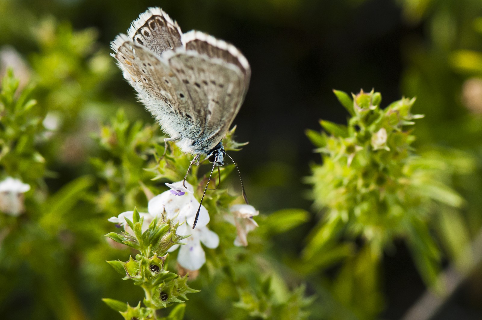 Papillon (Azuré)