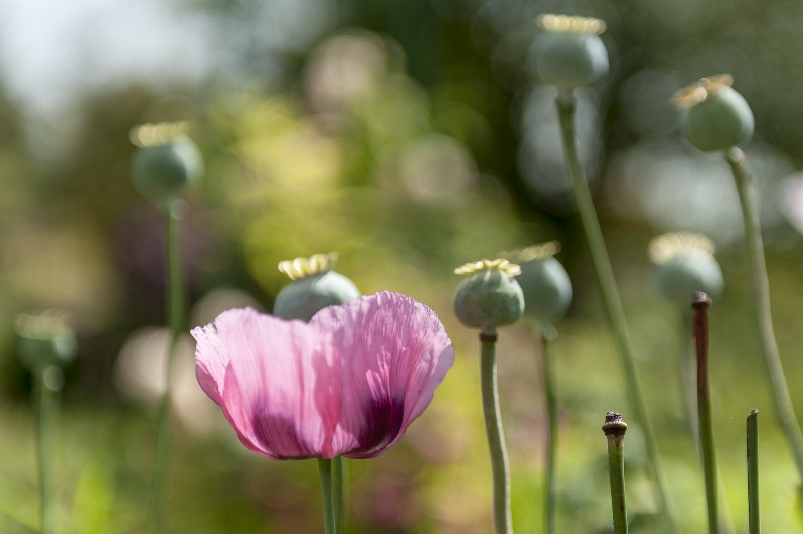 Fleurs Fleurs