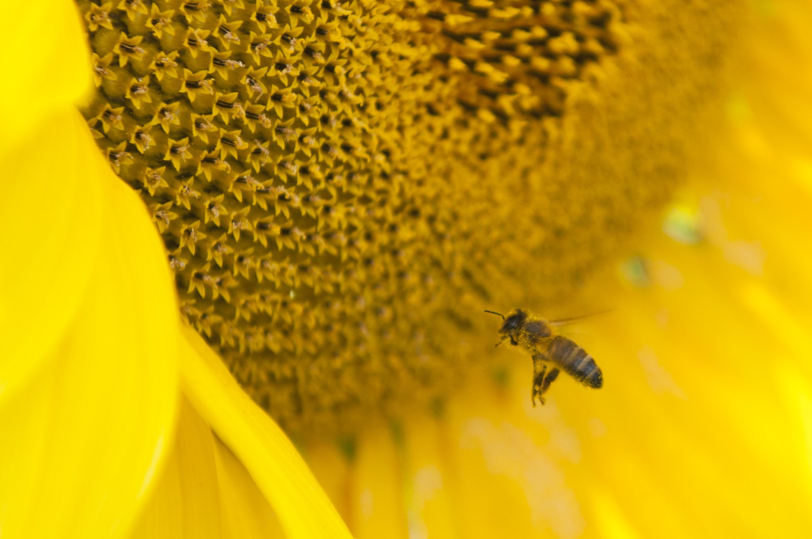 Abeille sur une fleur de tournesol Abeille sur une fleur de tournesol