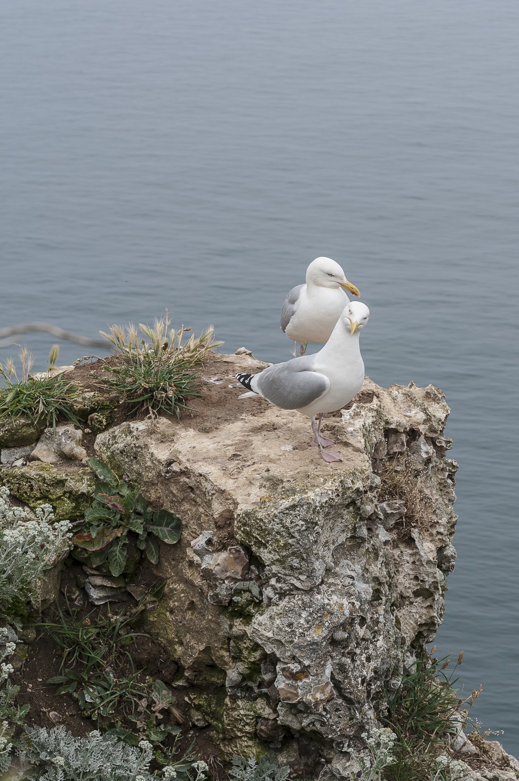 Mouettes sur les falaises Mouettes sur les falaises