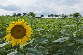 Tournesols
