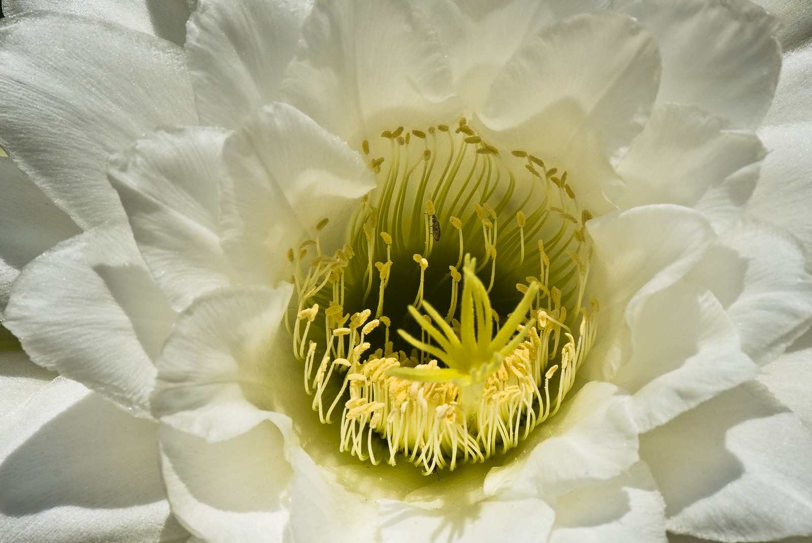 Fleur blanche et jaune Fleur blanche et jaune