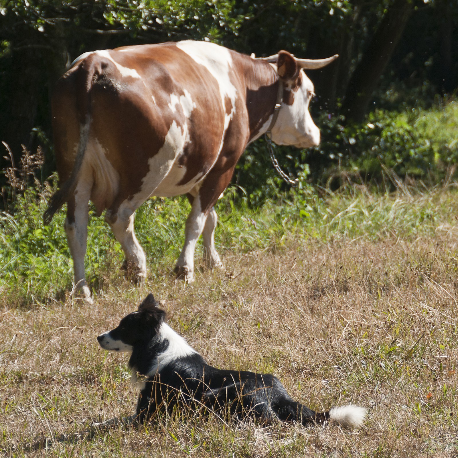 Chien et vache Chien et vache