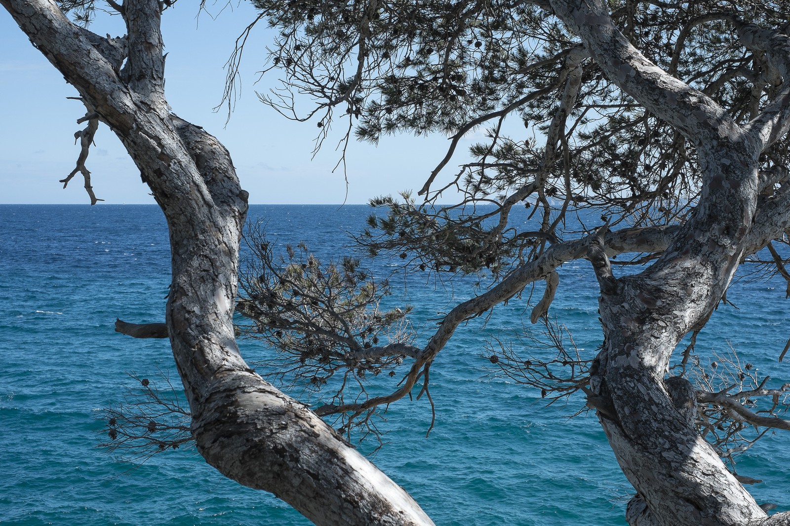 Le pin et la mer Le pin et la mer