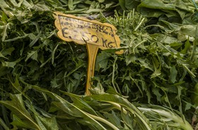 Chicorée