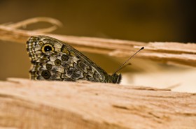 Papillon