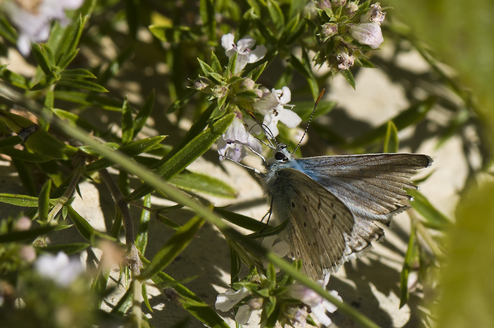 Papillon (Azuré)