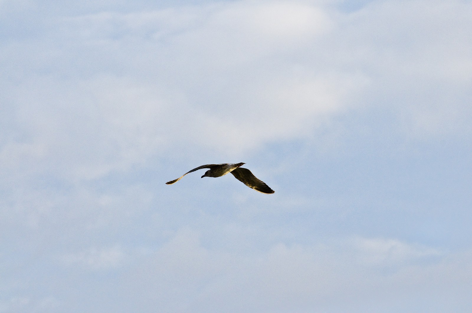 Mouette