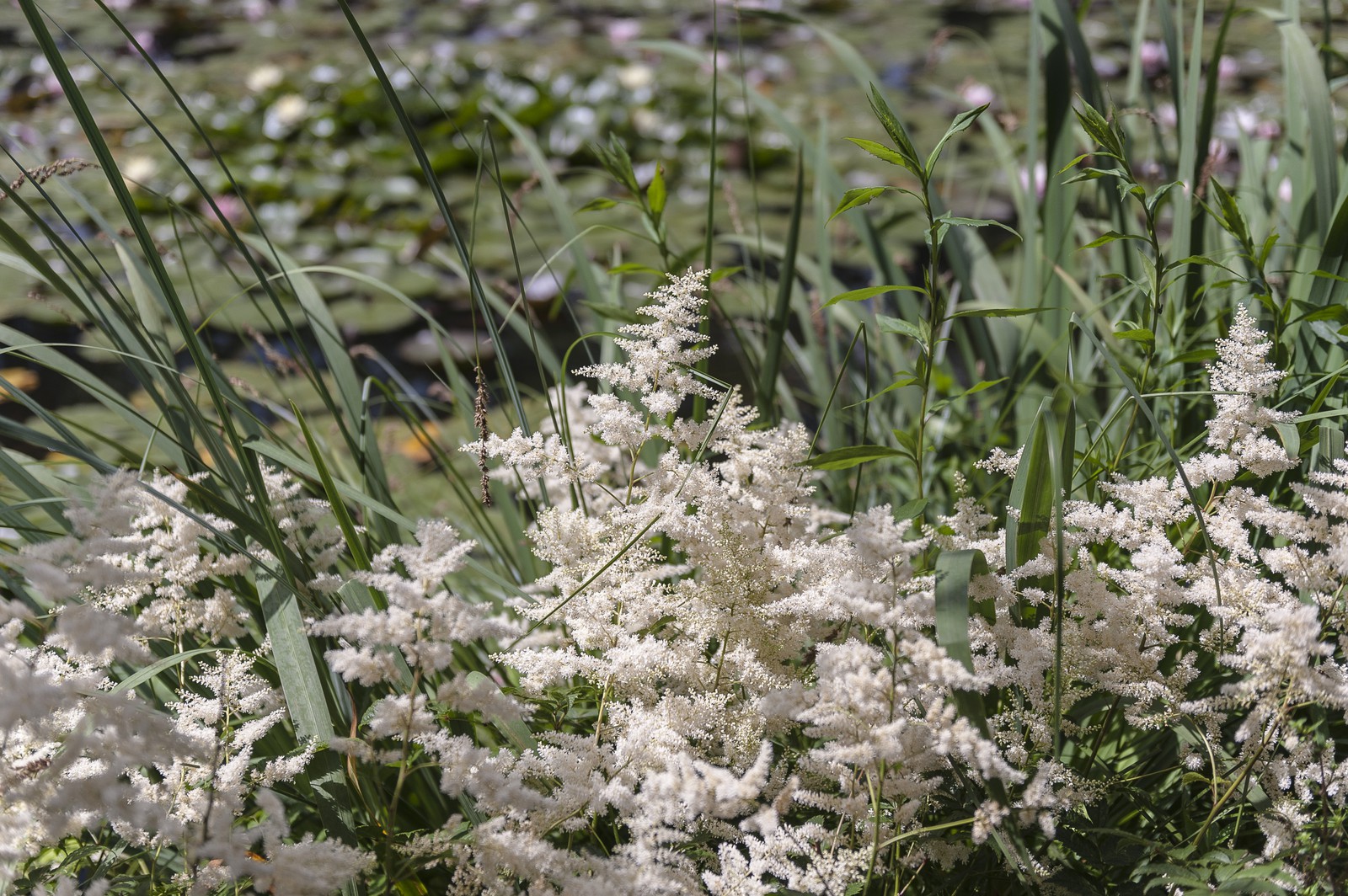Fleurs Fleurs