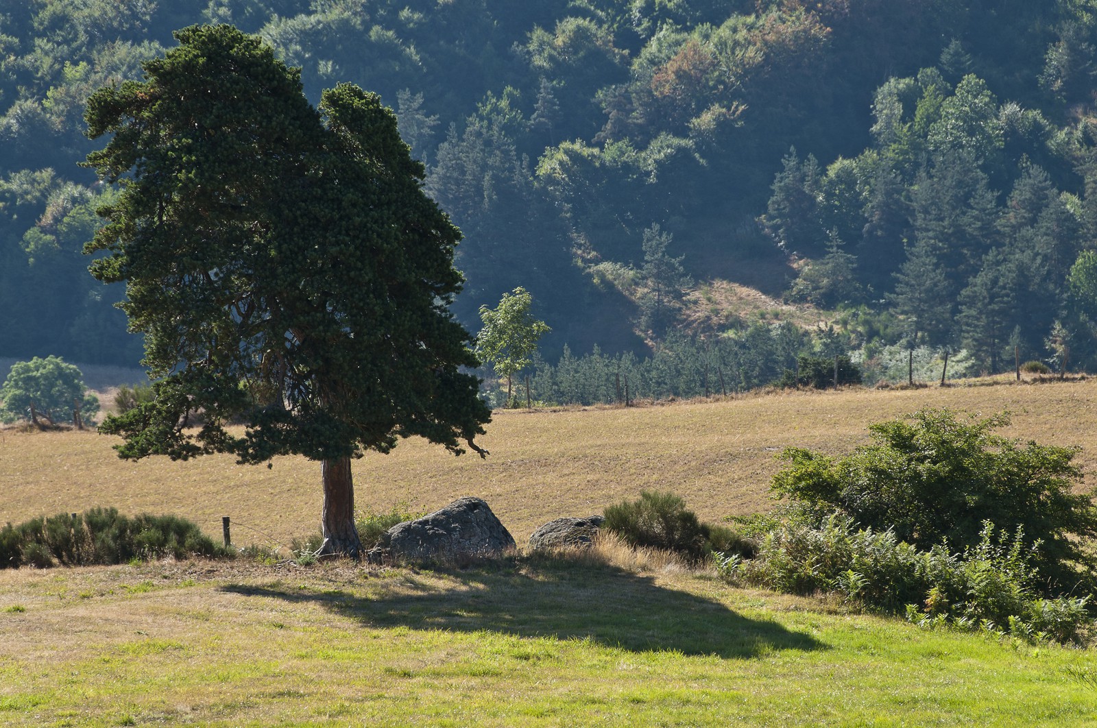 Paysage de Haute-Loire Paysage de Haute-Loire
