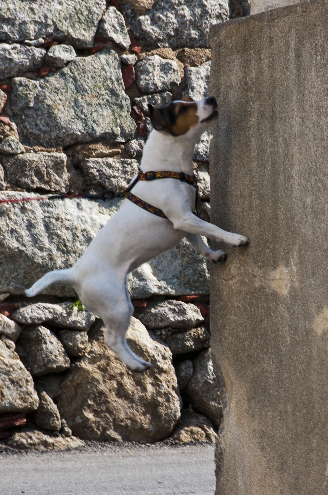 Chien