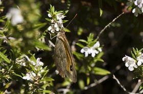 Papillon brun