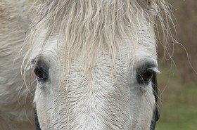 Cheval