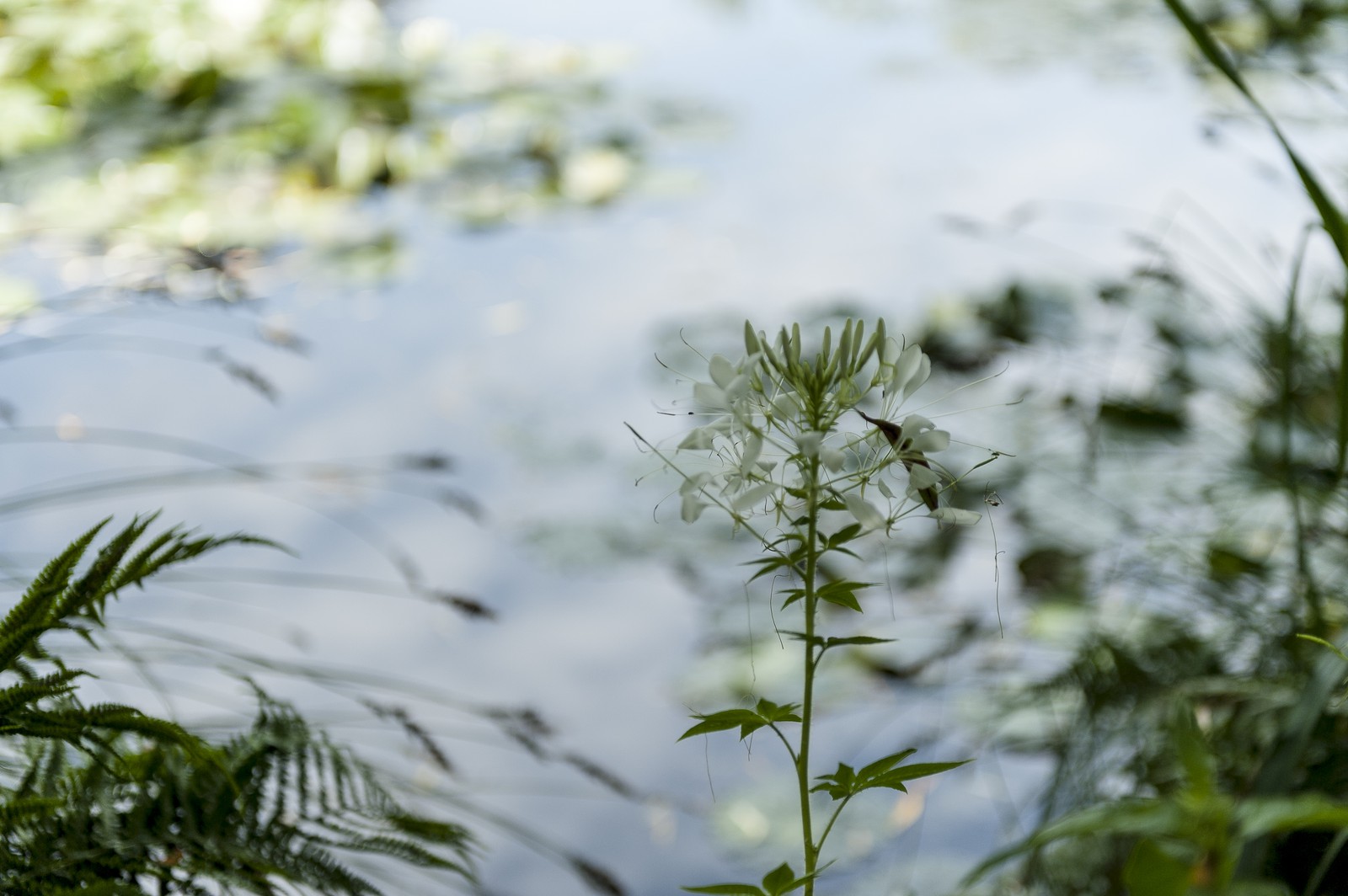 Fleurs Fleurs