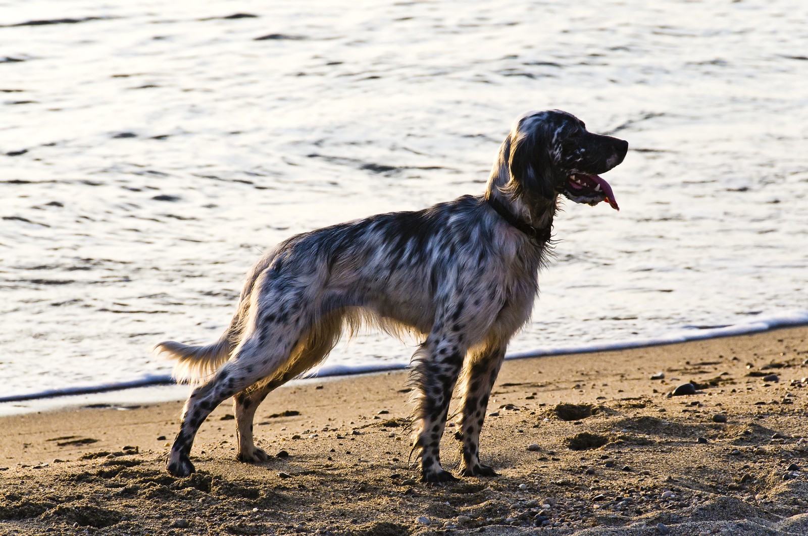 Setter anglais