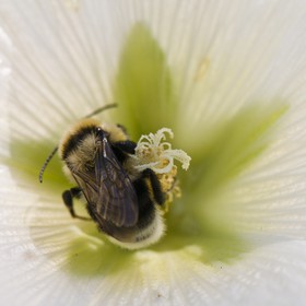 Abeille