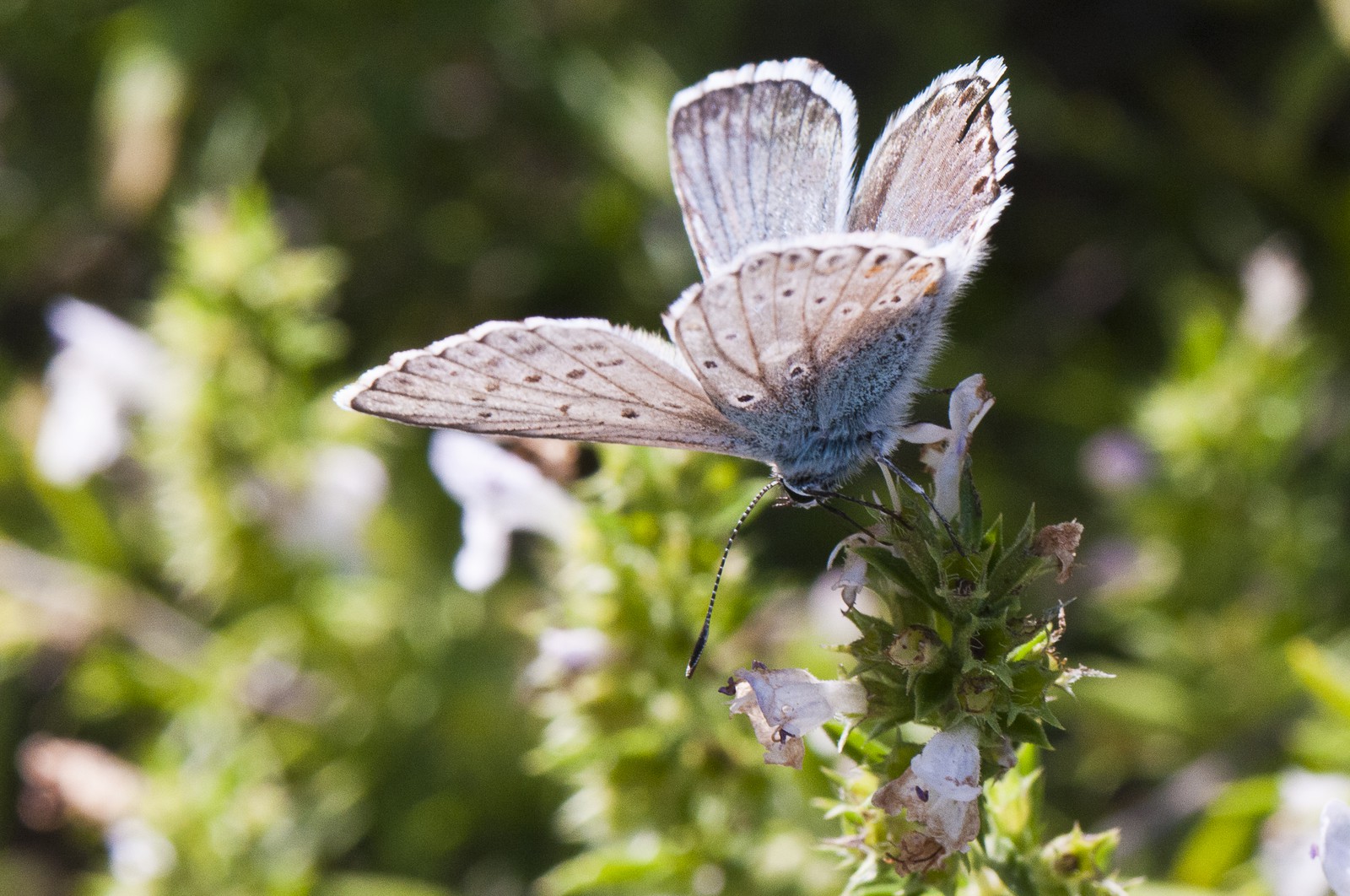 Papillon (Azuré)