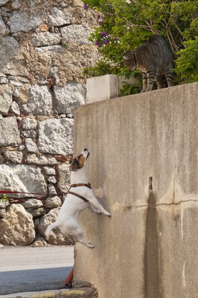 Chien et chat