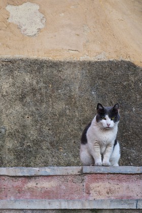 Chat