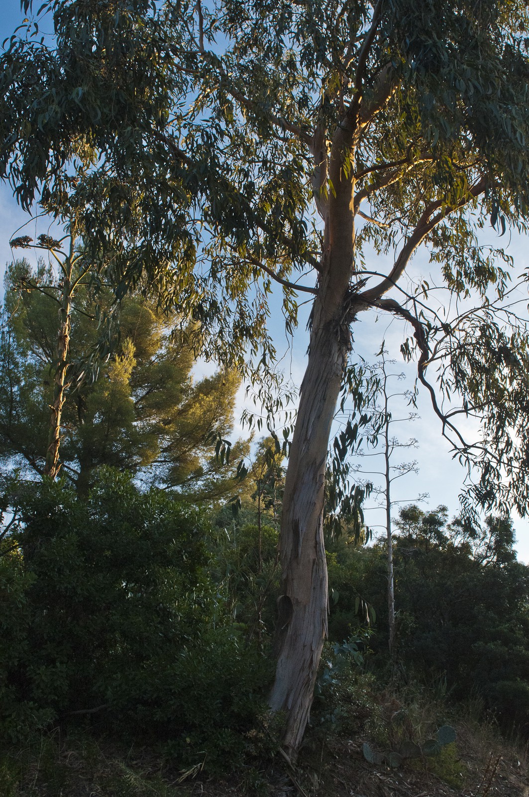 Eucalyptus Eucalyptus