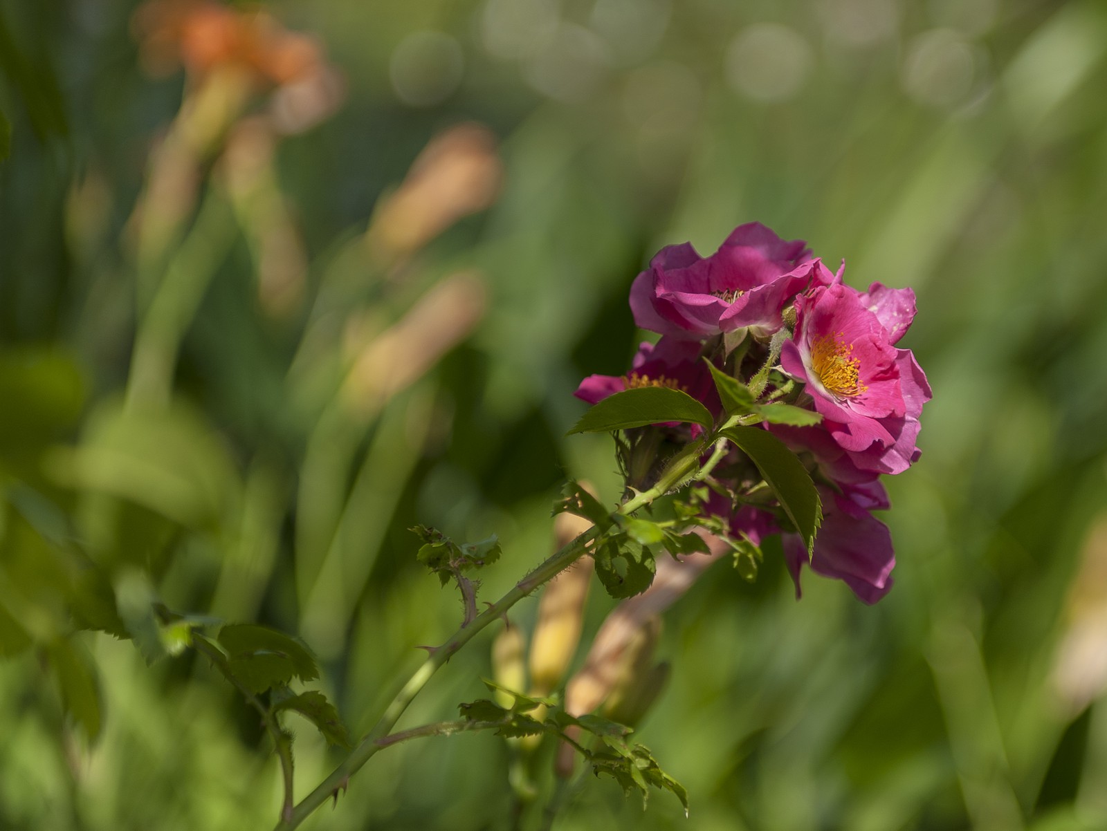 Fleurs Fleurs