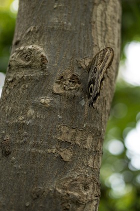 Papillon