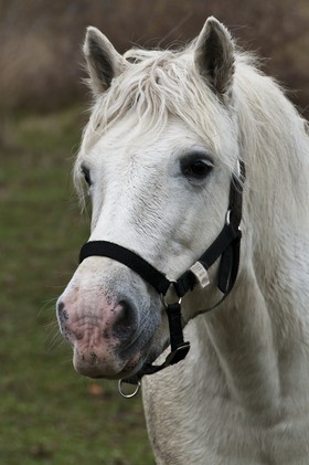 Cheval